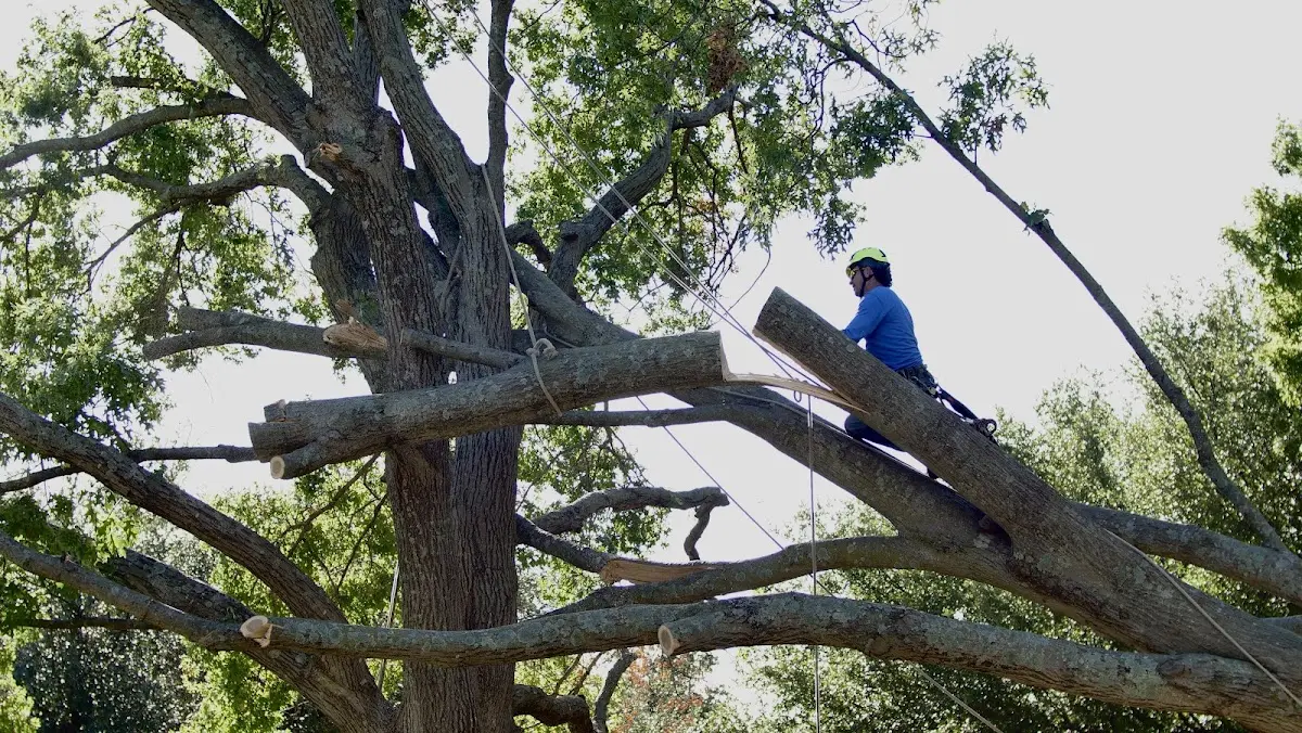 Professional Hazardous Tree Removal performed by certified arborists in Sacramento